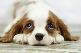 Cavalier Dog
