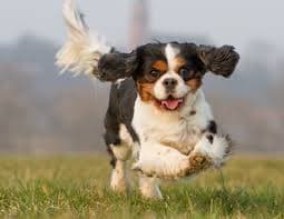 Cavalier Companion