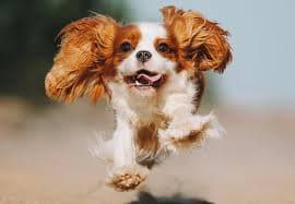 Cavalier Portrait