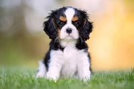 Cavalier Playing
