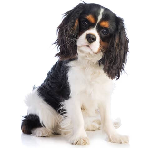 Cavalier King Charles Rehoming Center