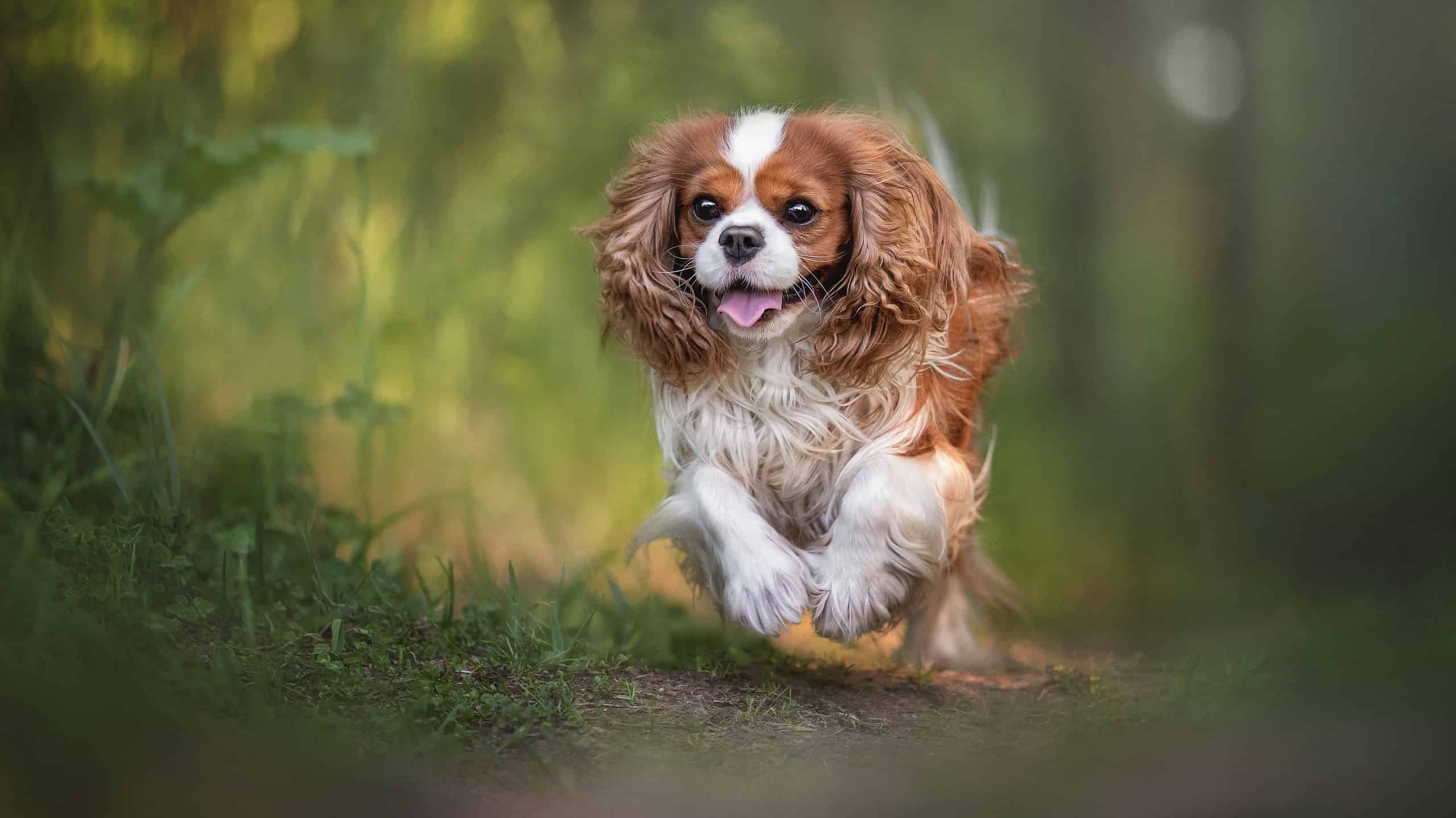 Cavalier King Charles Rehoming Center