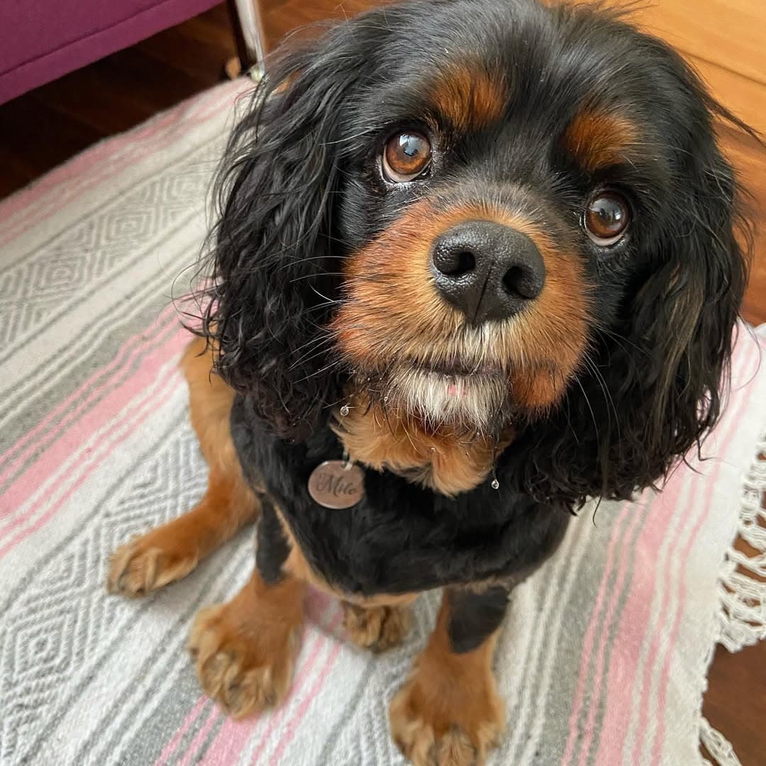 Milo