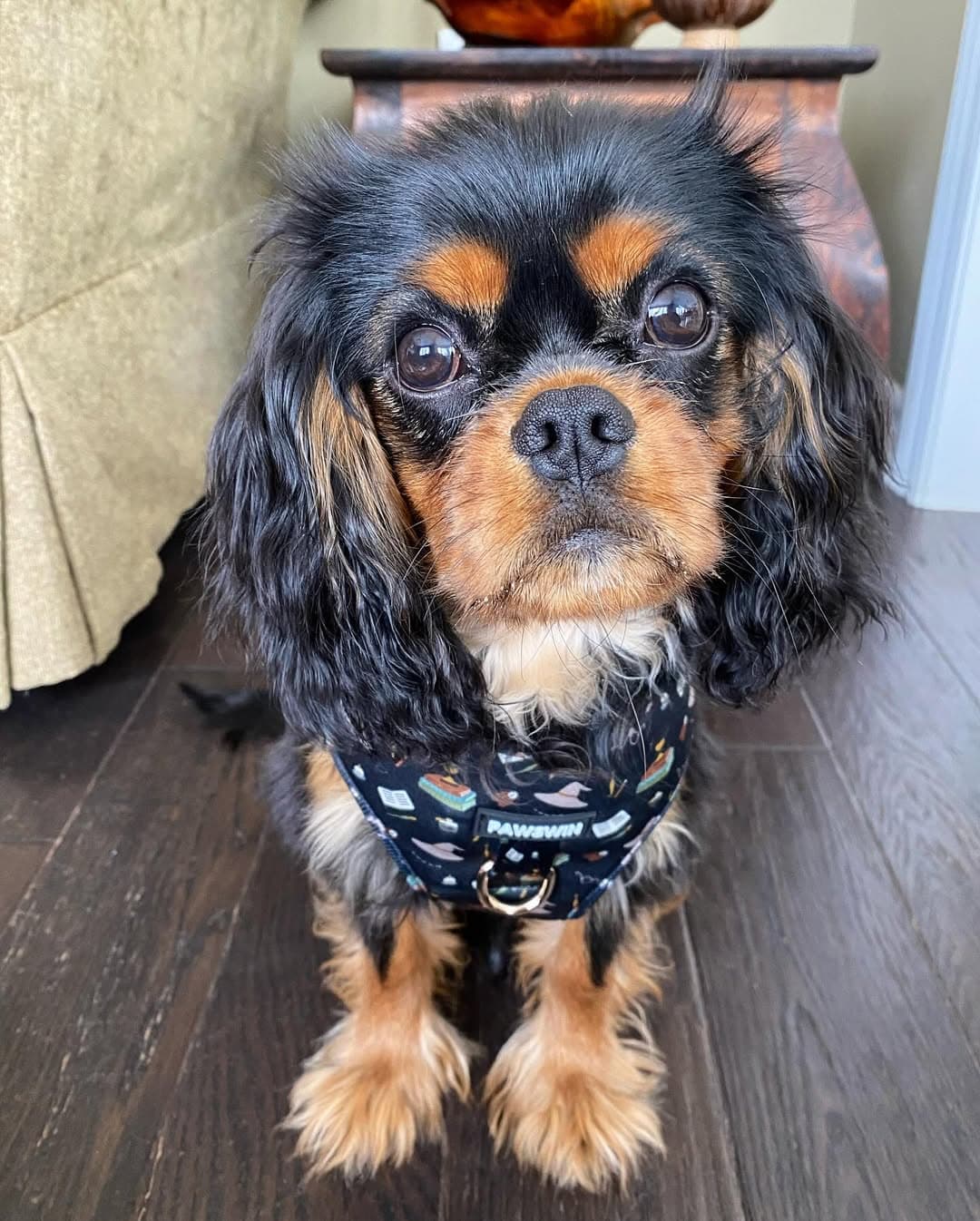 Leo