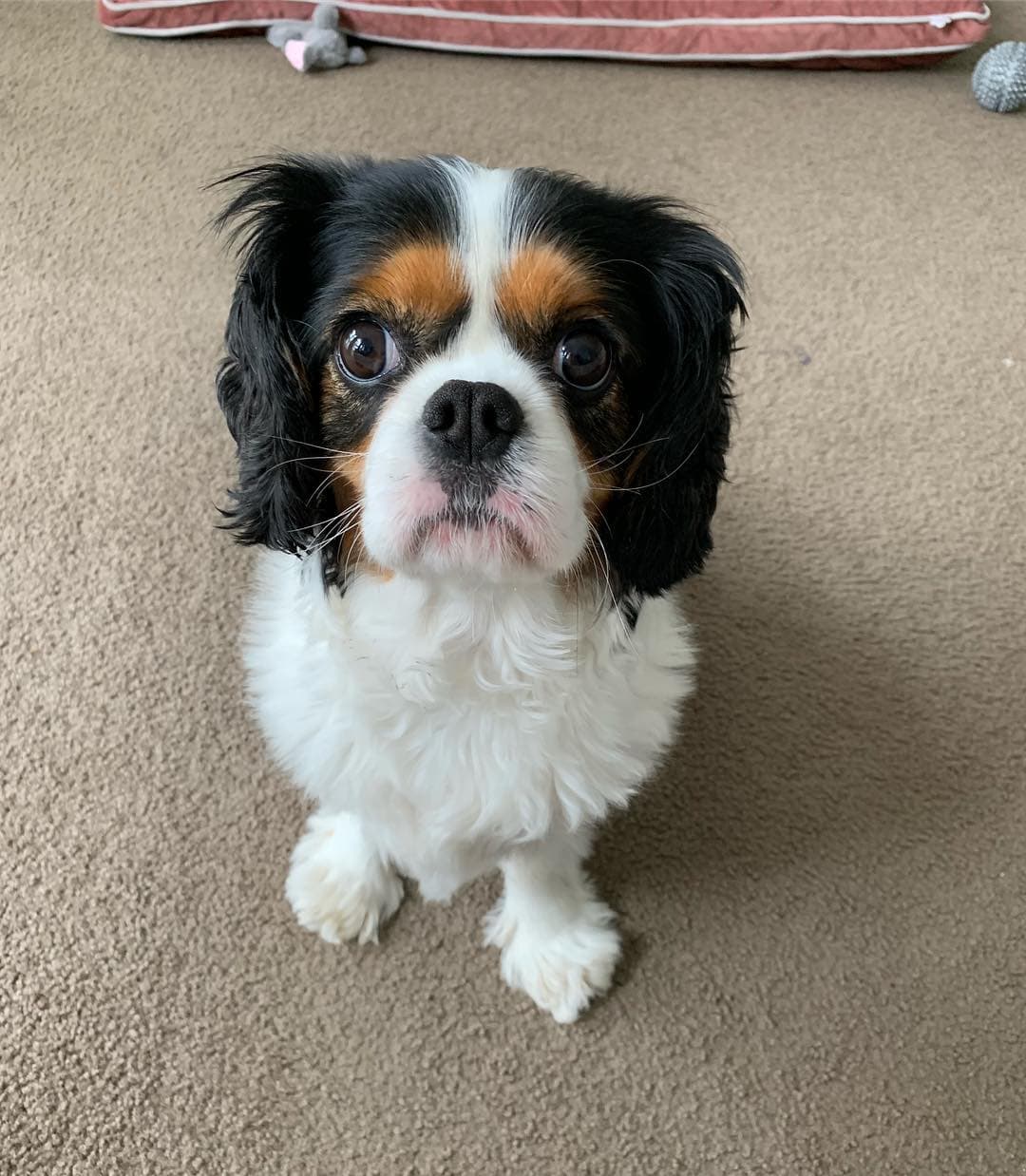 Coco