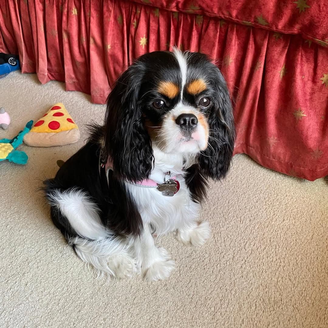 Penny - image 1